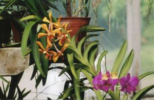 giardino botanico orchidee.jpg